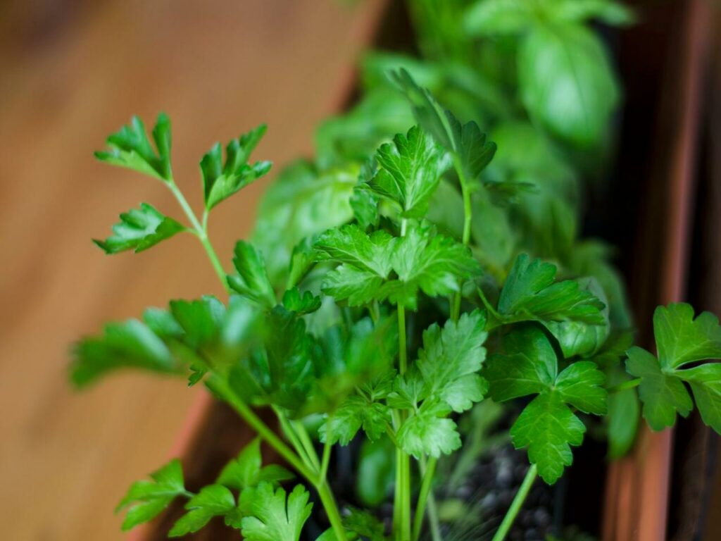Chipotle Extra Cilantro