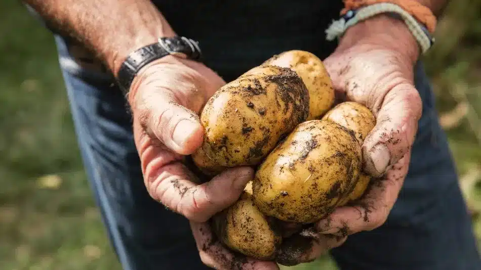 From Where Does Burger King & McDonald’s Get Their Potatoes